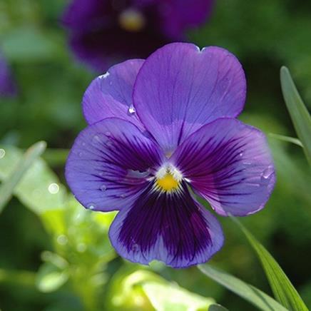 Natural active Wild Pansy